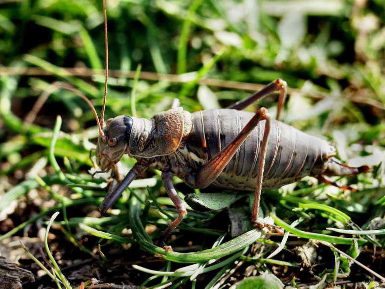 ephippigere carenee-01.jpg